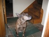 My dog Teffie(Tippy) - Click To Enlarge Picture