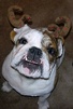 meaty - Click To Enlarge Picture