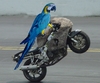 Gixxer The Parrot - Click To Enlarge Picture
