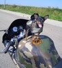 Army Dog - Click To Enlarge Picture