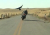 Hawk Dodger - Click To Download Video